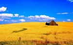 Вапняно-аміачна селітра