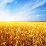 Амофос УКРАЇНА мішки / БІГ_БЕГІ